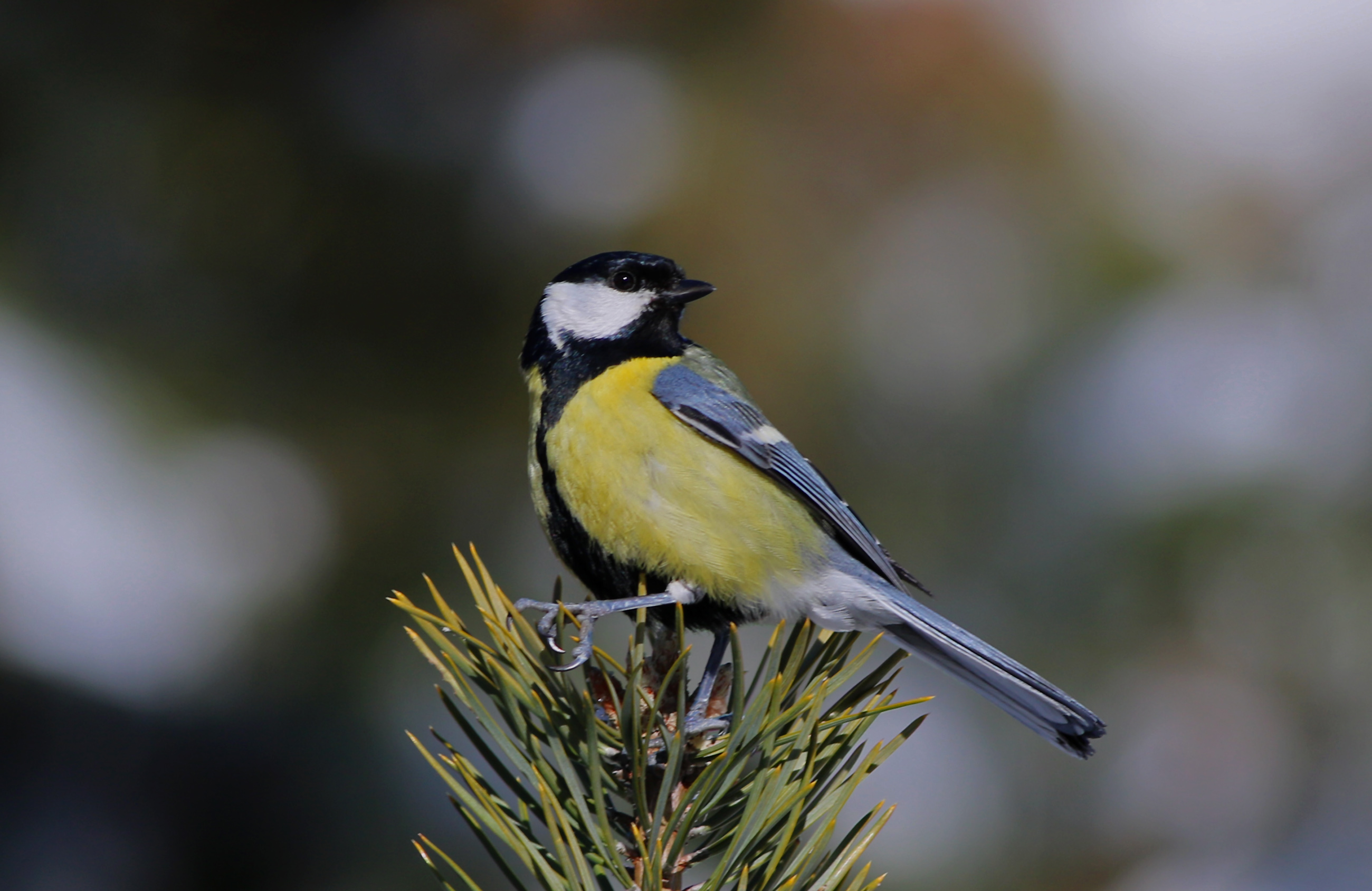 Great Tit